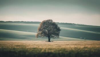 Tranquil scene of a rural meadow at dusk in autumn generated by AI photo