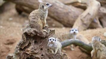 mor meerkat med bebis på vakt Sammanträde på en trä bit. meerkat eller suricate vuxen och juvenil. video