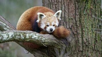 rojo panda ailurus fulgens en el árbol. linda panda oso en bosque hábitat. video
