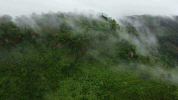 Aerial view of the trees in the valley with fog in the morning. Landscape of misty valley and mountain clouds in thailand. The dawn of the mountains with the sea of mist. video