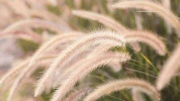 une champ de herbe avec soufflant vent. video