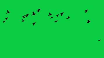 des oiseaux troupeau en volant vite 2d animation sur vert écran Contexte video