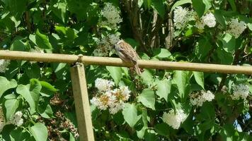 A sparrow sitting on a pipe against a background of blooming lilacs. video