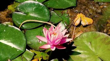 agua fluye, fumar flotadores en, loto flores, borroso verde hoja antecedentes y lago video