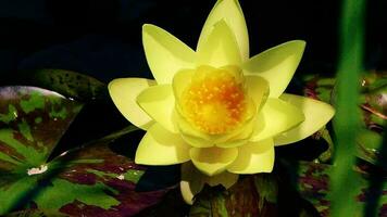 Water flows, smoke floats in, lotus flowers, blurred green leaf background and lake video