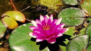 Wasser fließt, Rauch schwimmt In, Lotus Blumen, verschwommen Grün Blatt Hintergrund und See video