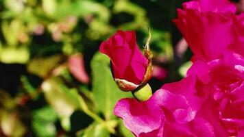 Busch mit rot Rose im das Park im das Strahlen von das Rahmen Sonne. zum Video Präsentation, Werbung, Hintergrund.