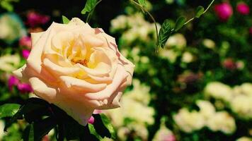 brillante rosado rosas flores en el rayos de el noche Dom crece en el jardín. video