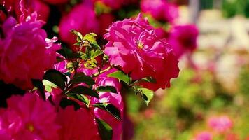 hell Rosa Rosen Blumen im das Strahlen von das Abend Sonne wächst im das Garten. video