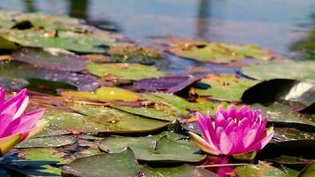 água fluxos, fumaça flutua em, lótus flores, borrado verde folha fundo e lago video