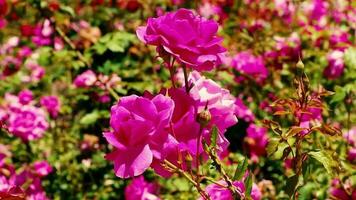Bright pink roses flowers in the rays of the evening sun grows in the garden. video