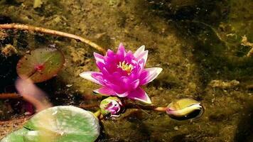 Water flows, smoke floats in, lotus flowers, blurred green leaf background and lake video