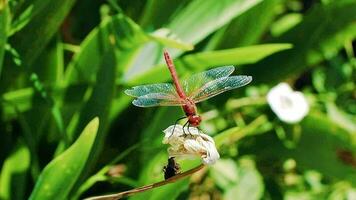 Small dragonfly insect with long wings sitting on the plant video