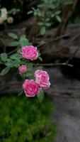 schön Pflanzen im Garten mit tropisch Grün Blatt video