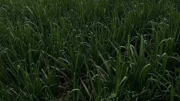 sugar cane plantation background video
