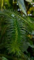 bellissimo impianti nel giardino con tropicale verde foglia video