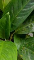 skön växter i trädgård med tropisk grön blad video
