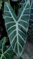 Beautiful plants in garden with tropical green leaf video