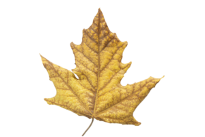 Autumn yellow-brown withered maple leaf on isolated background. Autumn. Design element. Copy space png