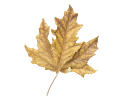 Autumn yellow-brown withered maple leaf on isolated background. Autumn. Design element. Copy space png