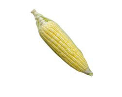 one corn on transparent background, top view png