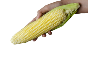 Farmer hand holding raw corn on transparent background png