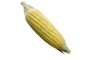 one corn on transparent background, side view and closeup png