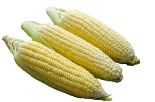 group corn on transparent background , side view and closeup png