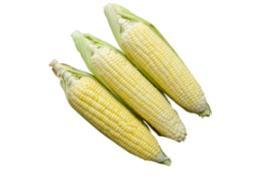 group corn on transparent background, top view png