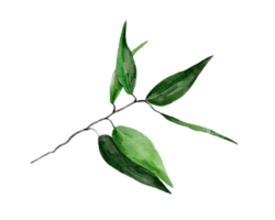 Watercolor illustration with green branch png