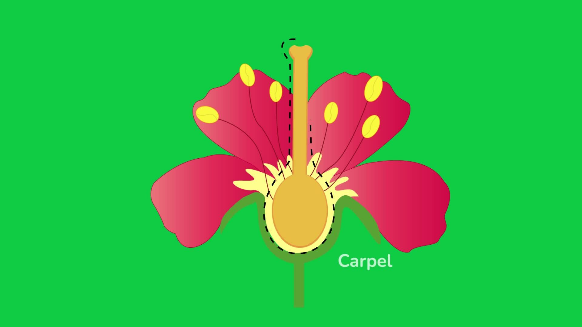 flower animation video with labelling green screen 25094150 Stock Video