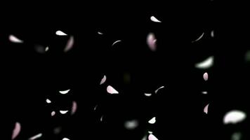 bloem bloemblaadjes vallend Aan zwart achtergrond video