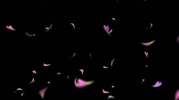 Flower Petals Falling  on black background video