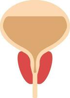 Flat Style Prostate Gland Icon In Peach And Red Color. vector