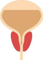 Flat Style Prostate Gland Icon In Peach And Red Color. vector