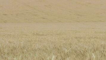 Young lady walking in the middle of the wheat field video