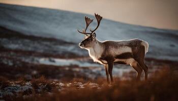 A majestic stag grazes in the tranquil winter meadow generated by AI photo