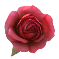 rojo Rosa flor clipart transparente png - generativo ai