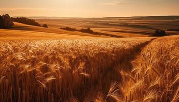 Harvesting barley at dawn, an idyllic autumn rural scene generated by AI photo