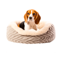 Smooth brown dachshund puppy, Dachshund Puppy Pet Dog  Generative Ai png