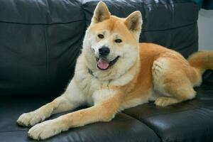 Akita Inu on a Sofa photo