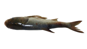 uma grande fresco peixe png