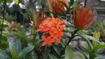 rote und gelbe Blüten video