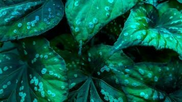 schön Pflanzen im Garten mit tropisch Grün Blatt video