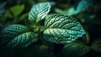 Fresh spearmint drop on wet leaf, beauty in nature pattern generated by AI photo