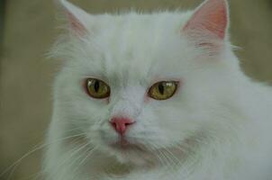 Portrait of a white cat with green eyes photo