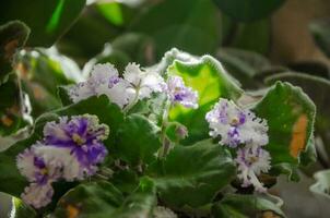 Blooming violet in the sunshine on the windowsill photo