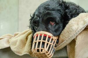 Cocker Spaniel dog in a muzzle on a haircut. High quality photo