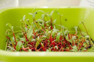 microgreens from light, beet sprouts for healthy nutrition photo