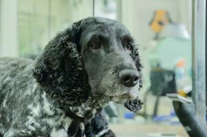 retrato de un perro cocker spaniel después un Corte de pelo foto